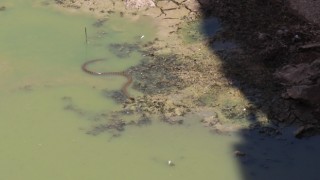 Sulama kanalında görülen dev yılanlar paniğe neden oldu